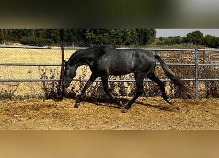 Spanish Sporthorse, Stallion, 2 years, 16 hh, Grey