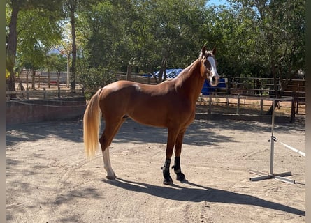 Spanish Sporthorse, Stallion, 3 years, 16.2 hh, Chestnut-Red