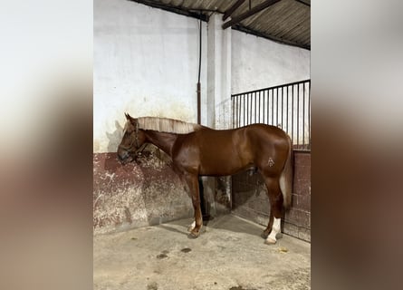 Spanish Sporthorse Mix, Stallion, 3 years, 16,2 hh, Chestnut-Red