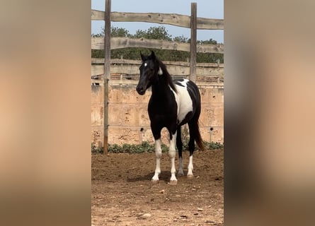 Spanish Sporthorse, Stallion, 4 years, 14,2 hh, Pinto