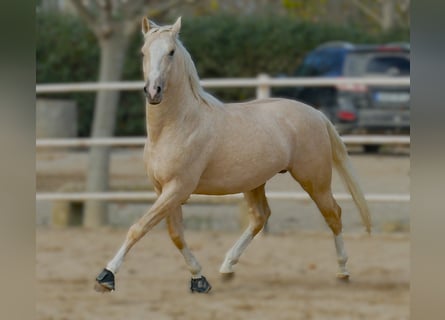 Spanish Sporthorse, Stallion, 4 years, 15,1 hh, Palomino