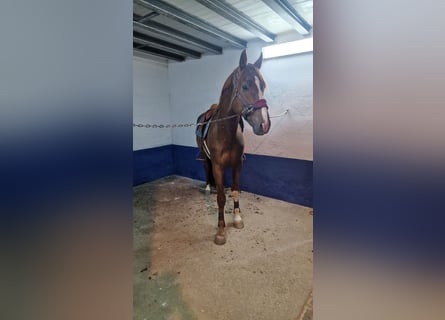 Spanish Sporthorse, Stallion, 5 years, 16,1 hh, Chestnut-Red