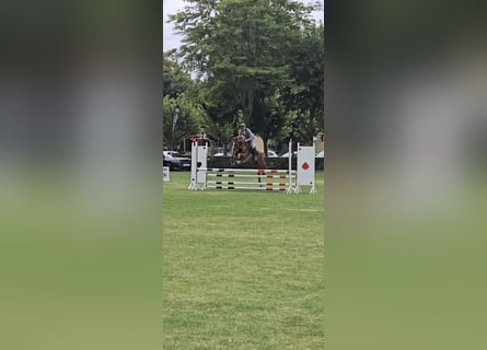 Spanish Sporthorse, Stallion, 6 years, 16.1 hh, Chestnut-Red