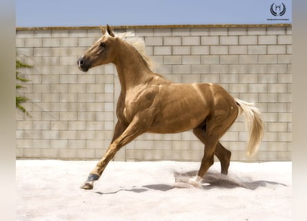 Spanish Sporthorse, Stallion, 6 years, 16 hh, Palomino