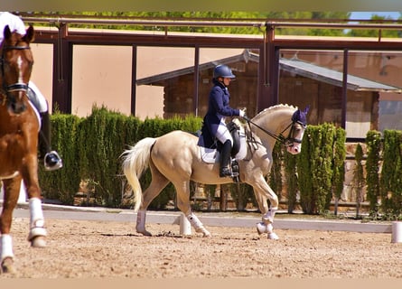 Spanish Sporthorse, Stallion, 9 years, 16.1 hh, Palomino