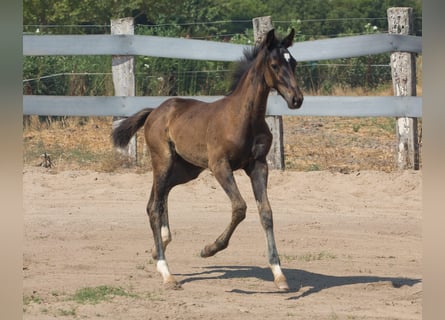 Spanish Sporthorse, Stallion, Foal (01/2025), Brown