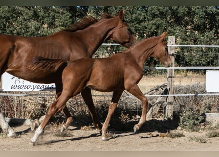 Spanish Sporthorse, Stallion, Foal (01/2025), Chestnut-Red