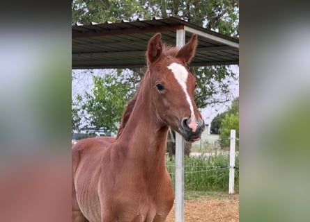 Spanish Sporthorse, Stallion, Foal (04/2026), Grey