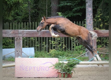 Spanish Sporthorse, Stallion, Foal (01/2025)