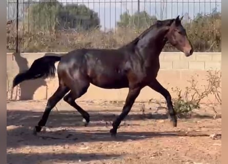 Spansk sporthäst, Hingst, 3 år, 167 cm, Mörkbrun