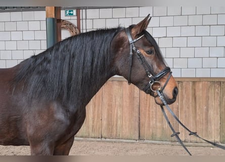 Spansk sporthäst, Sto, 10 år, 158 cm, Mörkbrun