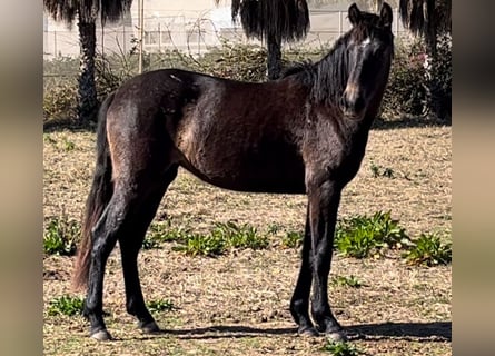 Spansk sporthäst, Sto, 2 år, 163 cm, Grå