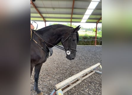 Spansk sporthäst, Valack, 6 år, 168 cm, Svart