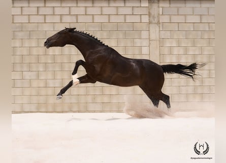 Spansk sporthäst, Valack, 8 år, 168 cm, Svart