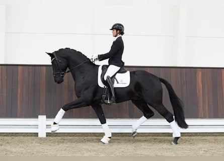 Koń hanowerski, Ogier, 5 lat, 171 cm, Kara