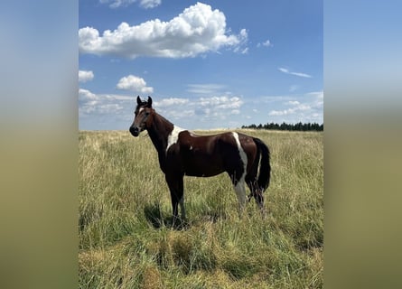 Speed Racking Horse, Gelding, 3 years, 15.1 hh, Pinto
