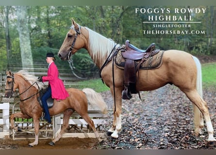 Speed Racking Horse, Gelding, 7 years, 15,1 hh, Palomino