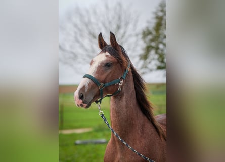 Speed Racking Horse, Hengst, 3 Jaar, 160 cm, Sabino