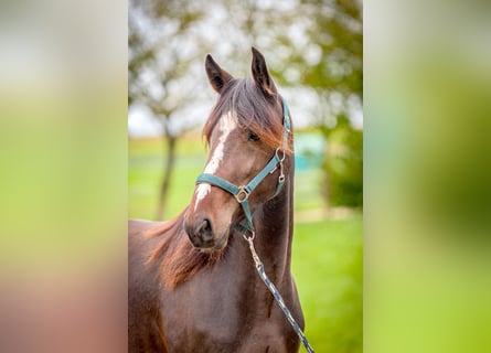 Speed Racking Horse, Mare, 4 years, 15.2 hh, Bay-Dark