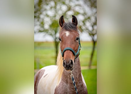 Speed Racking Horse, Mare, 4 years, 15 hh, Pinto