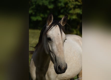 Speed Racking Horse, Mare, 5 years, 14.1 hh, Buckskin