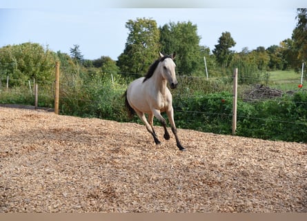 Speed Racking Horse, Merrie, 5 Jaar, 145 cm, Buckskin