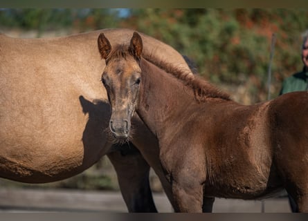 Speed Racking Horse, Stallion, Foal (01/2026), 15.1 hh