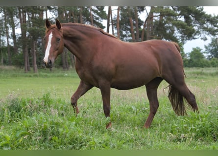 Speed Racking Horse, Stute, 11 Jahre, 154 cm, Fuchs