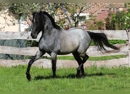 Speed Racking Horse, Wallach, 3 Jahre, 155 cm, Roan-Blue
