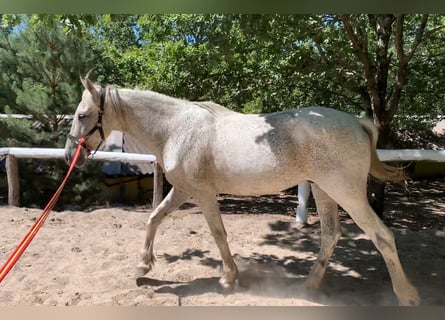 Sportivo Portoghese / Sportivo del Portogallo Mix, Castrone, 16 Anni, 153 cm, Grigio pezzato