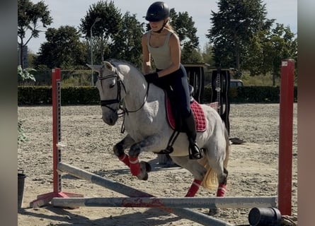 Sportivo Portoghese / Sportivo del Portogallo Mix, Castrone, 13 Anni, 149 cm, Grigio pezzato