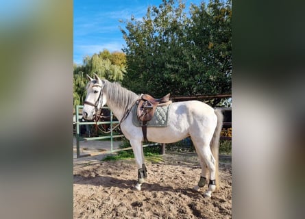 Sportivo Spagnolo / Sportivo della Spagna Mix, Giumenta, 10 Anni, 163 cm, Leardo