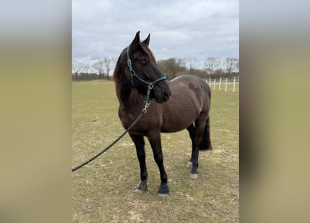 Sportivo Spagnolo / Sportivo della Spagna Mix, Castrone, 11 Anni, 162 cm, Baio