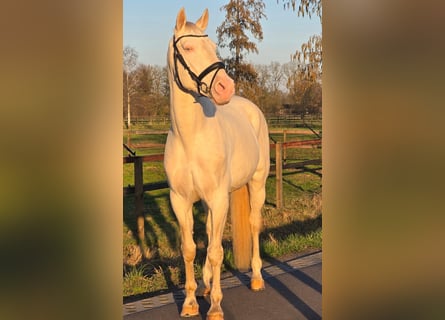 Sportivo Spagnolo / Sportivo della Spagna, Castrone, 12 Anni, 168 cm, Cremello