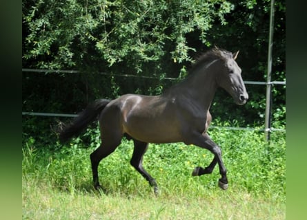 Sportivo Spagnolo / Sportivo della Spagna, Castrone, 15 Anni, 165 cm, Morello