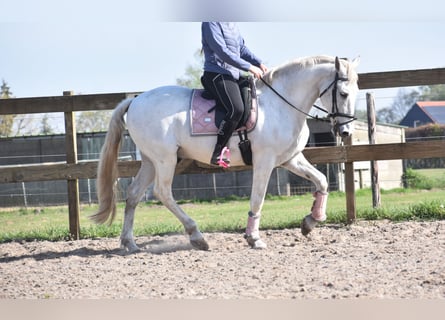 Sportivo Spagnolo / Sportivo della Spagna, Castrone, 15 Anni, 166 cm, Bianco