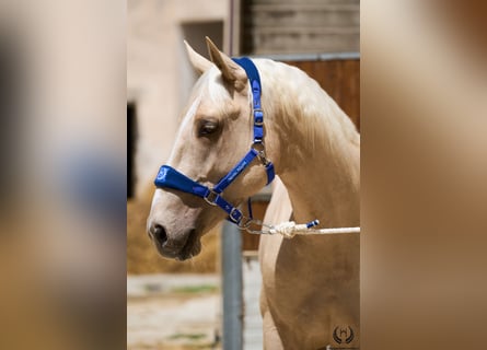 Sportivo Spagnolo / Sportivo della Spagna, Castrone, 3 Anni, 169 cm, Palomino