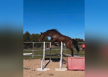 Sportivo Spagnolo / Sportivo della Spagna, Castrone, 4 Anni, 179 cm, Baio