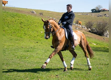 Sportivo Spagnolo / Sportivo della Spagna, Castrone, 8 Anni, 167 cm, Sauro ciliegia
