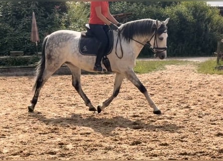 Sportivo Spagnolo / Sportivo della Spagna, Castrone, 9 Anni, 160 cm, Grigio