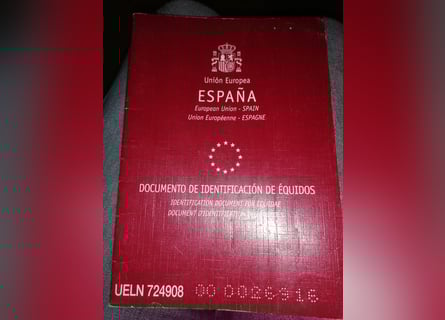 Sportivo Spagnolo / Sportivo della Spagna, Castrone, 9 Anni, 162 cm, Grigio