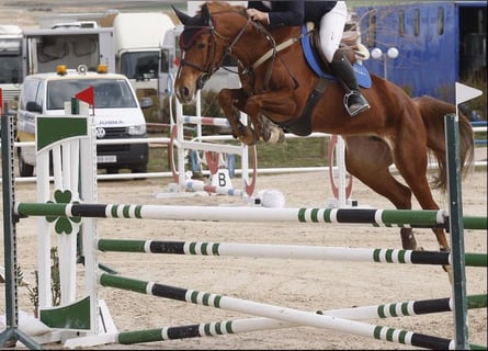 Sportivo Spagnolo / Sportivo della Spagna, Giumenta, 12 Anni, 162 cm, Sauro