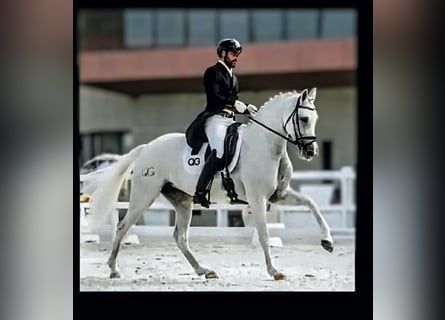 Sportivo Spagnolo / Sportivo della Spagna, Giumenta, 14 Anni, 167 cm, Grigio