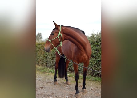 Sportivo Spagnolo / Sportivo della Spagna, Giumenta, 4 Anni, 167 cm, Baio