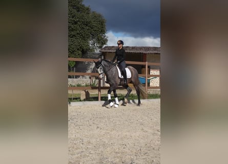 Sportivo Spagnolo / Sportivo della Spagna, Giumenta, 4 Anni, Grigio