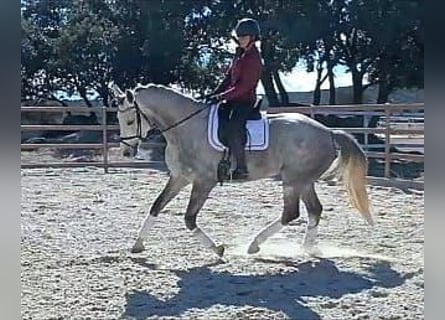 Sportivo Spagnolo / Sportivo della Spagna, Giumenta, 5 Anni, 168 cm, Grigio