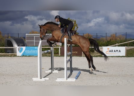 Sportivo Spagnolo / Sportivo della Spagna, Giumenta, 5 Anni, 175 cm, Baio