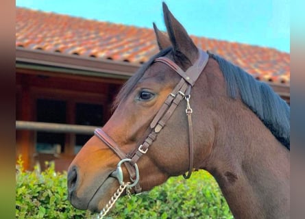Sportivo Spagnolo / Sportivo della Spagna, Giumenta, 7 Anni, 164 cm, Baio