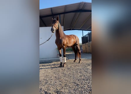 Sportivo Spagnolo / Sportivo della Spagna, Stallone, 4 Anni, 160 cm, Sauro ciliegia