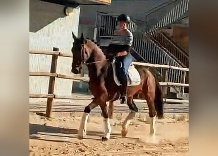 Sportivo Spagnolo / Sportivo della Spagna, Stallone, 5 Anni, 166 cm, Baio scuro